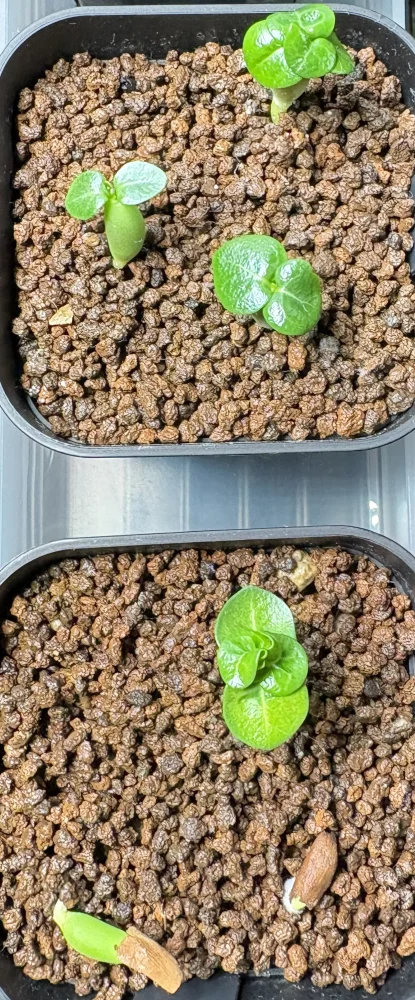 DHA PPL Adenium DHA PPL (アデニウム)