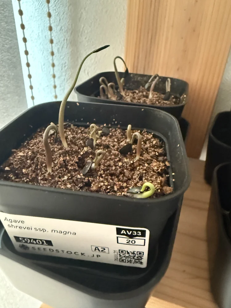 Agave shrevei ssp. magna (アガベ シュリベイマグナ)