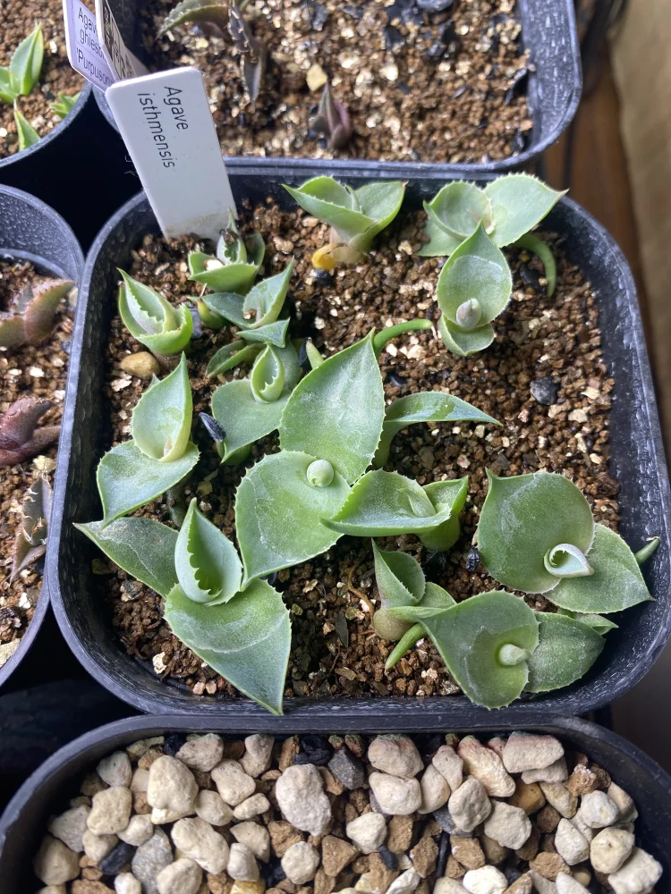 Agave isthmensis (アガベ イシスメンシス)