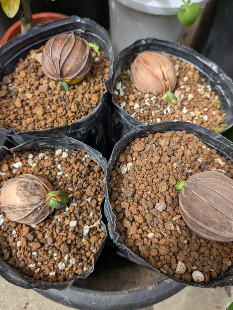 Cycas aenigma (サイカス エニグマ)