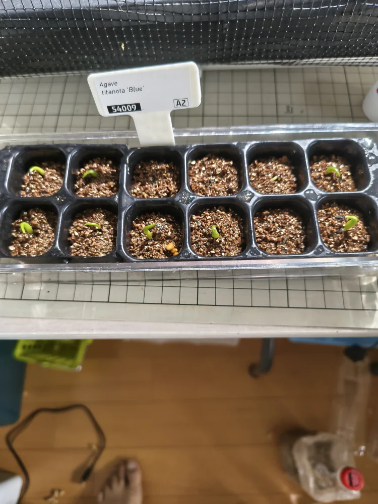 Agave titanota Blue Lot. (アガベ チタノタブルー)