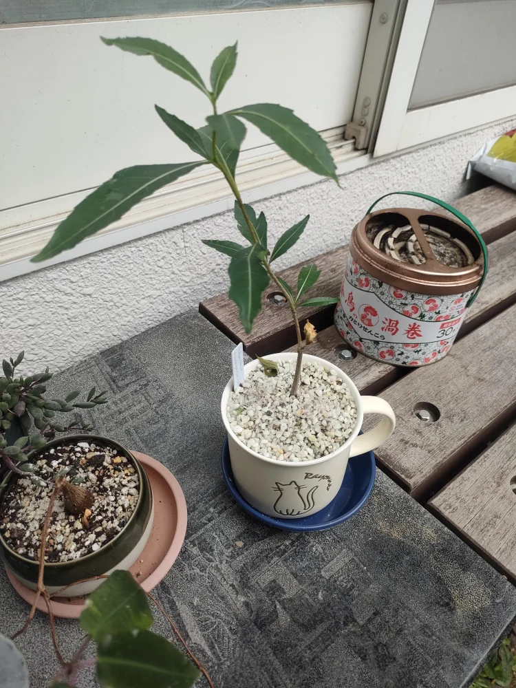 Adansonia madagascariensis (アダンソニア（バオバブ ）マダガスカリエンシス)