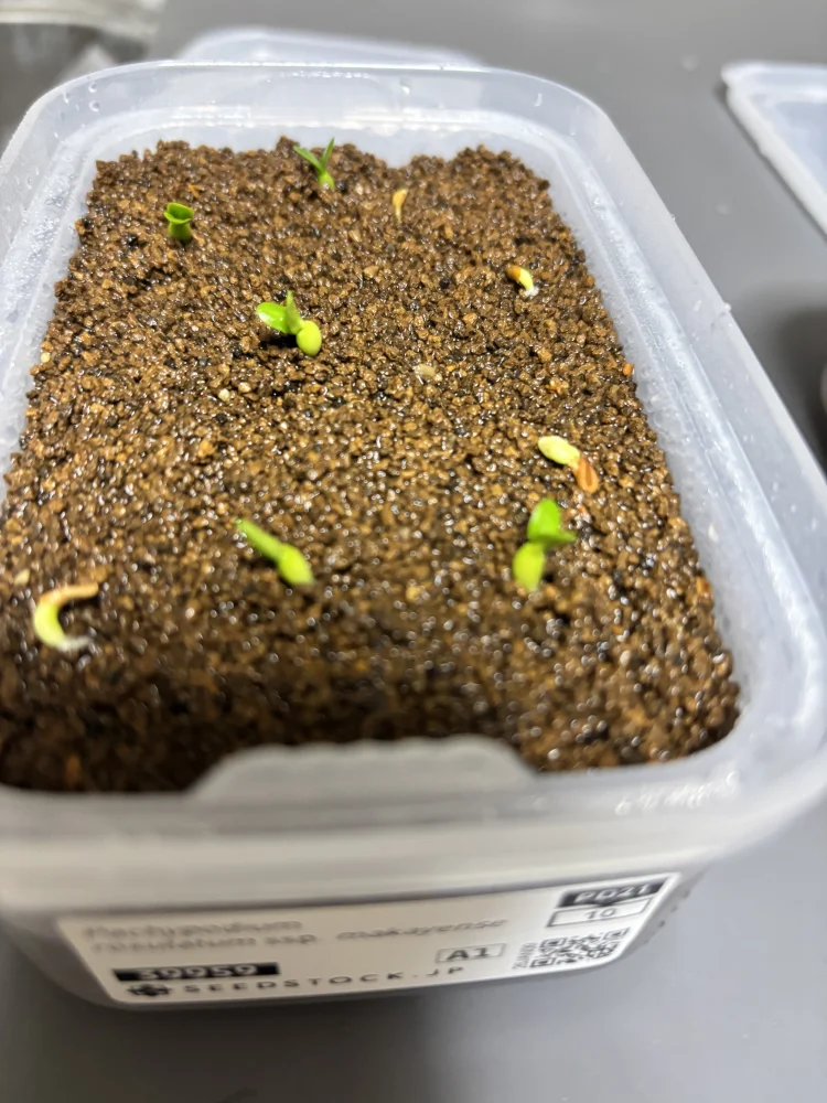 Pachypodium rosulatum ssp. makayense (パキポディウム マカイエンセ)