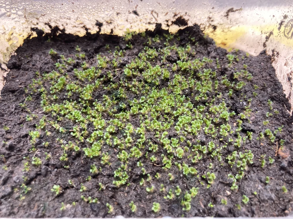 Platycerium ridleyi ([種子/胞子] ビカクシダ リドレイ)
