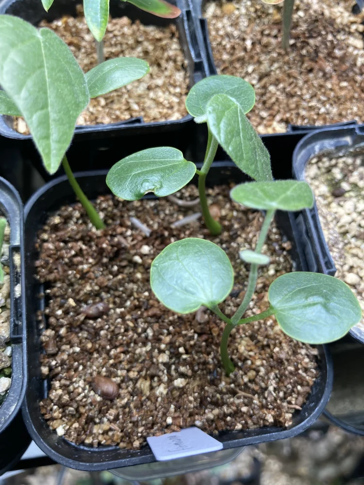 フィルミアナ・フルゲンス　Firmiana fulgens　塊根植物コーデックス 種子] フィルミアナ sp. Firmiana sp.｜コーデックス 南アジア原産