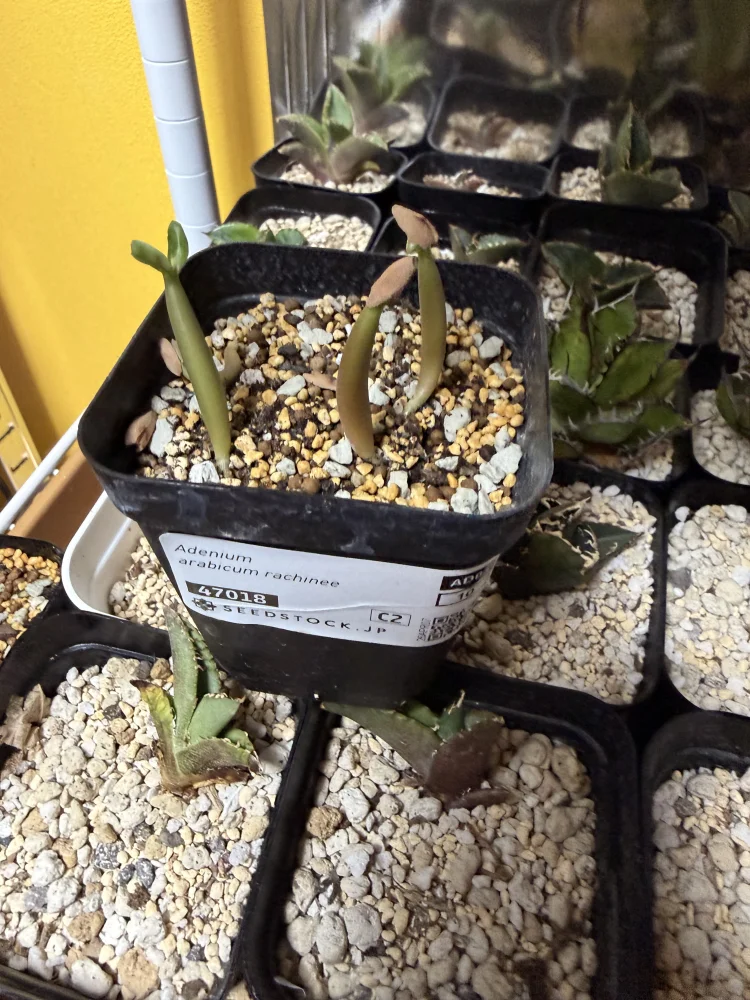 Adenium arabicum rachine (アデニウム アラビカム ラシニー)