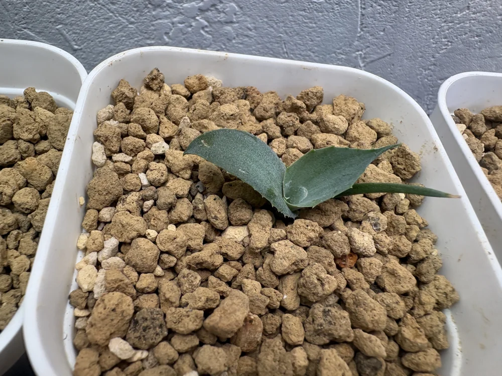Agave lyobaa (アガベ リオバー)