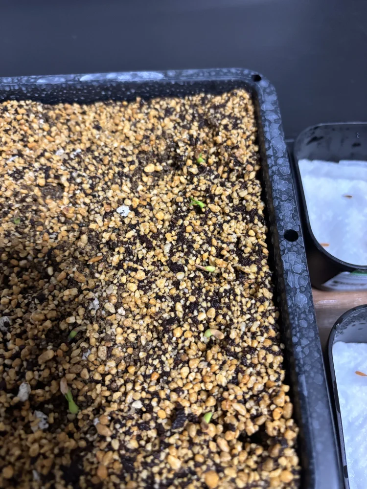 Pachypodium rosulatum var. gracilius Lot. (パキポディウム グラキリス)