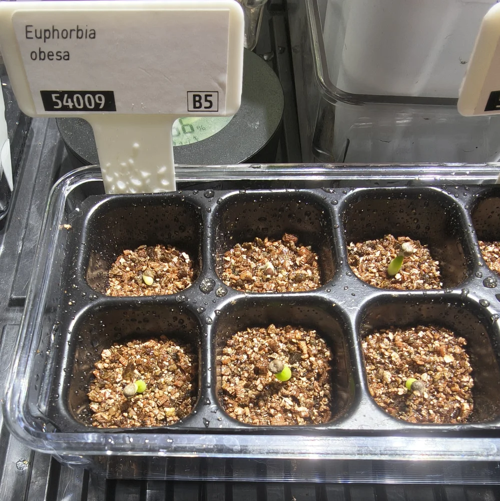 Euphorbia obesa (ユーフォルビア オベサ)