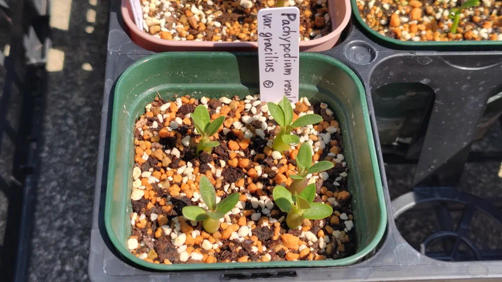 Pachypodium rosulatum var. gracilius Lot. (パキポディウム グラキリス)