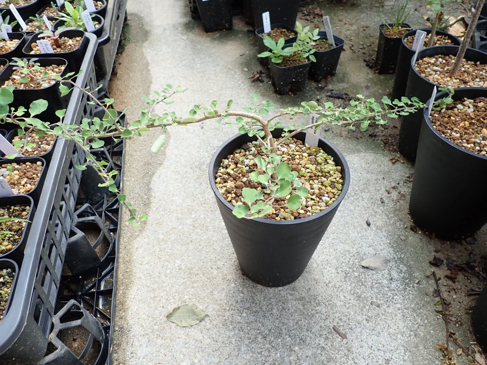 Euphorbia agathae (ユーフォルビア アガタエ)