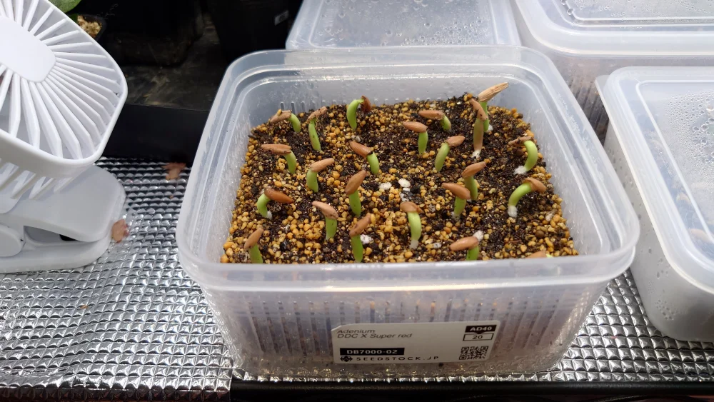 Adenium DDC X Super red (アデニウム)