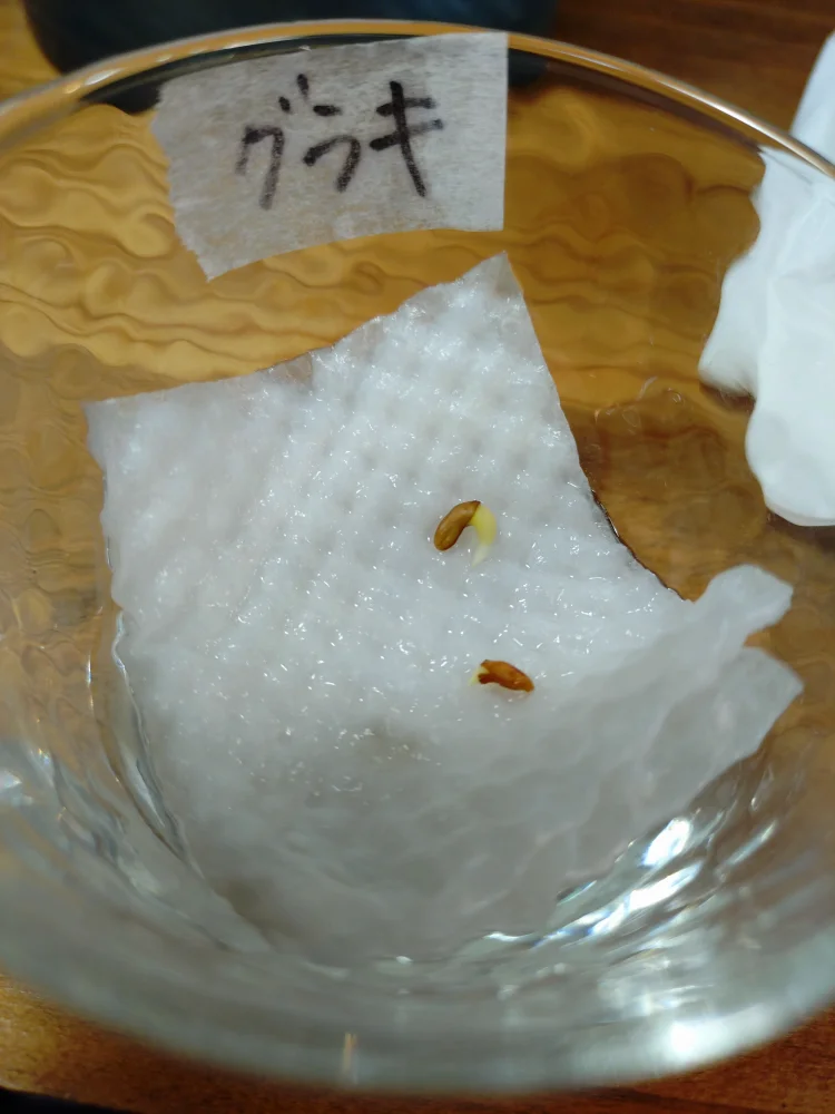 Pachypodium rosulatum var. gracilius Lot. (パキポディウム グラキリス)