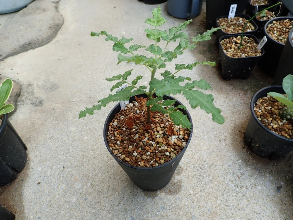 Boswellia sacra (ボスウェリア サクラ)