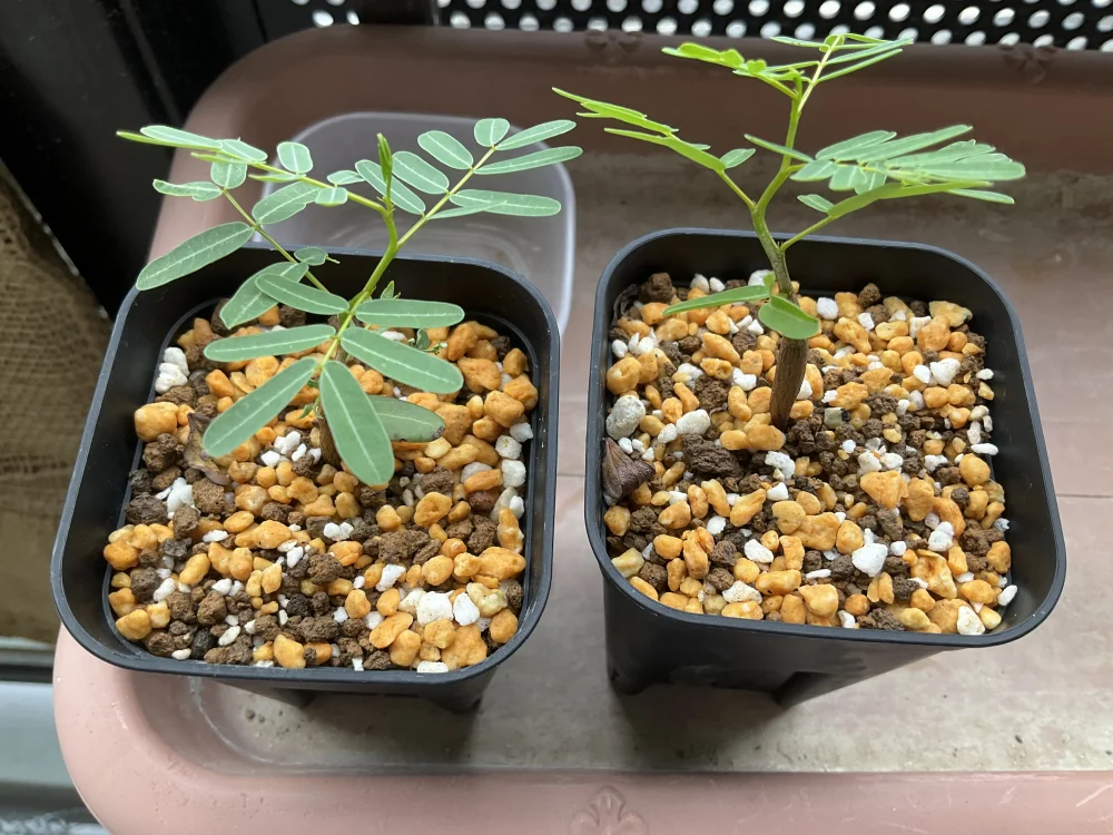 Senna meridionalis Lot. FREE ([プレゼント種子/終了しました] センナ メリディオナリス)