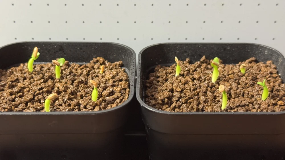 Pachypodium enigmaticum (パキポディウム エニグマチカム)