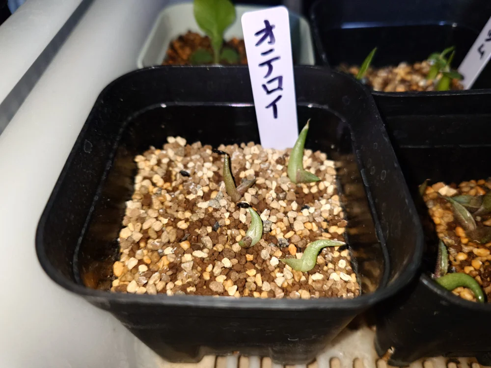 Agave oteroi Lot. (アガベ オテロイ)