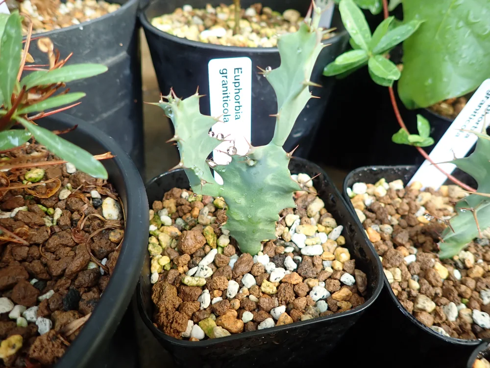 Euphorbia graniticola (ユーフォルビア グラニティコラ)