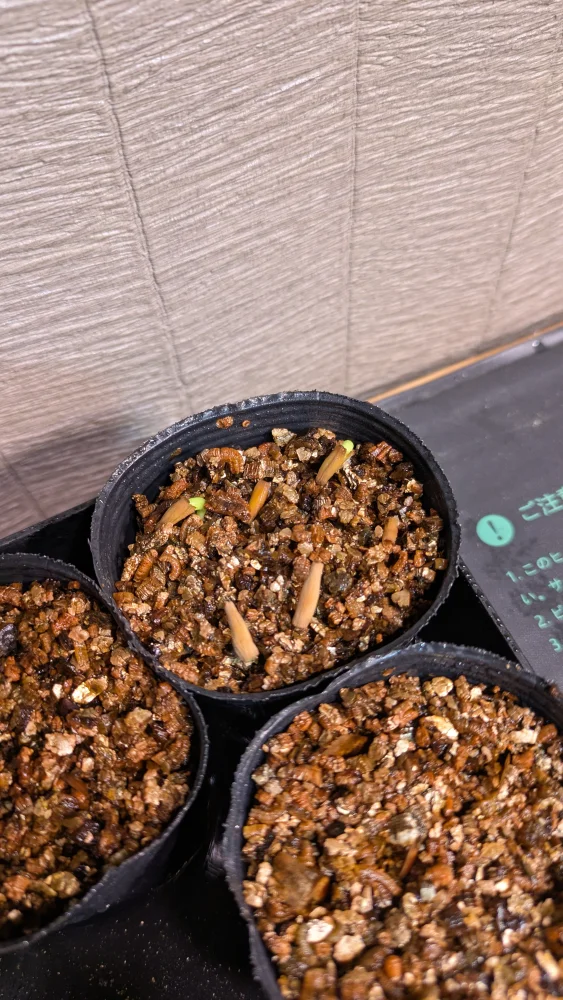 Adenium somalense  Nova Tanzania (アデニウム ノヴァ タンザニア)
