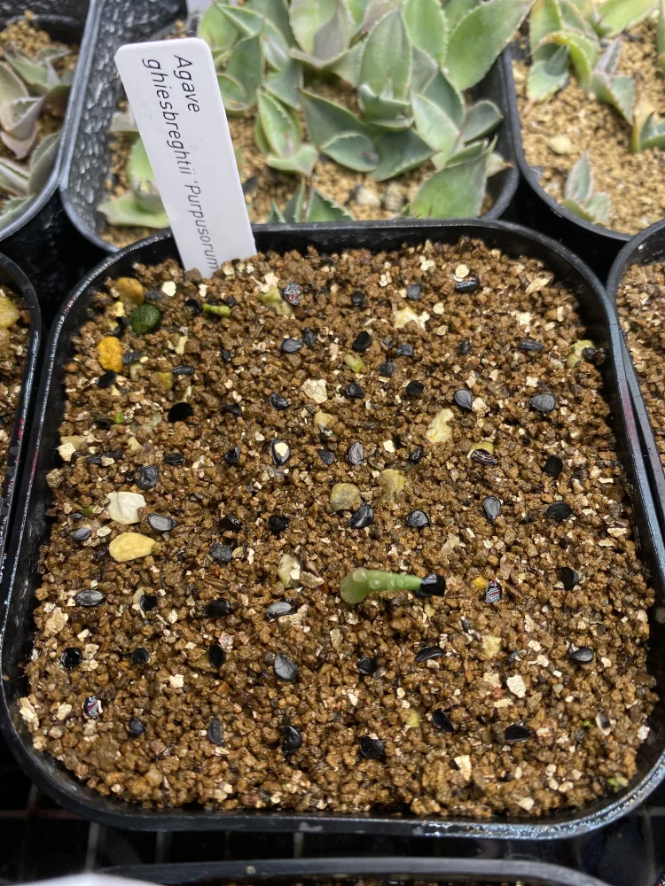 Agave ghiesbreghtii (アガベ パルプソーラム)