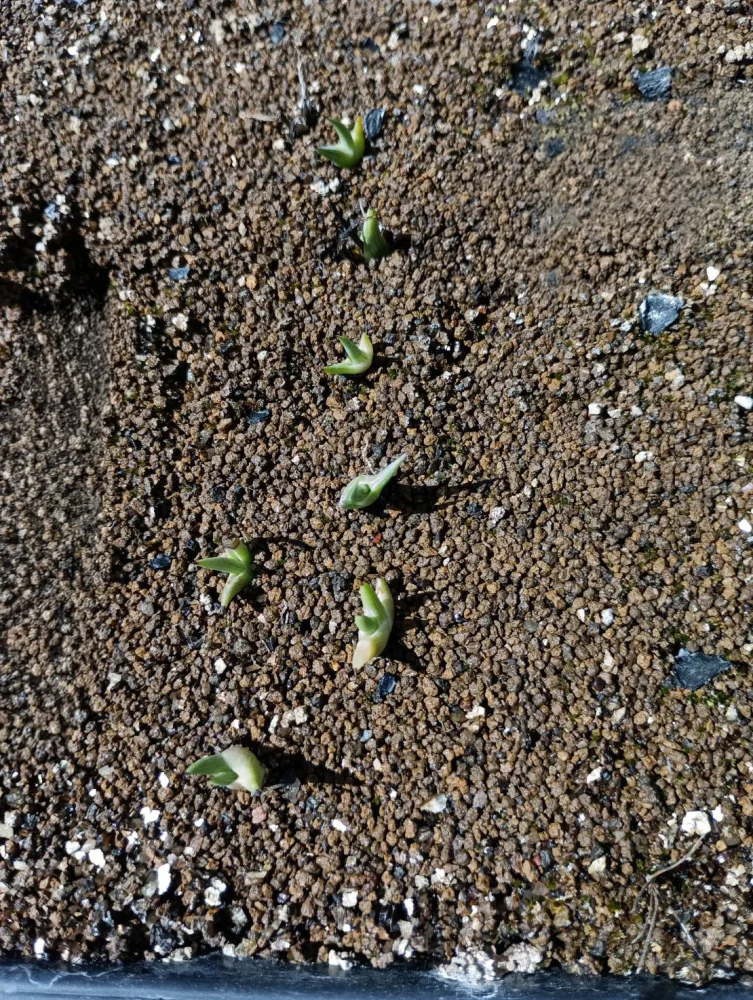 Agave stricta Rubra (アガベ ストリクタ ルブラ)