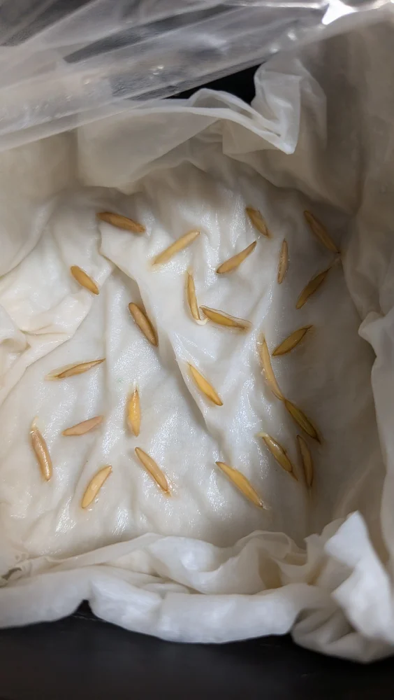 Fouquieria columnaris (フォークイエリア コルムナリス 観峰玉)