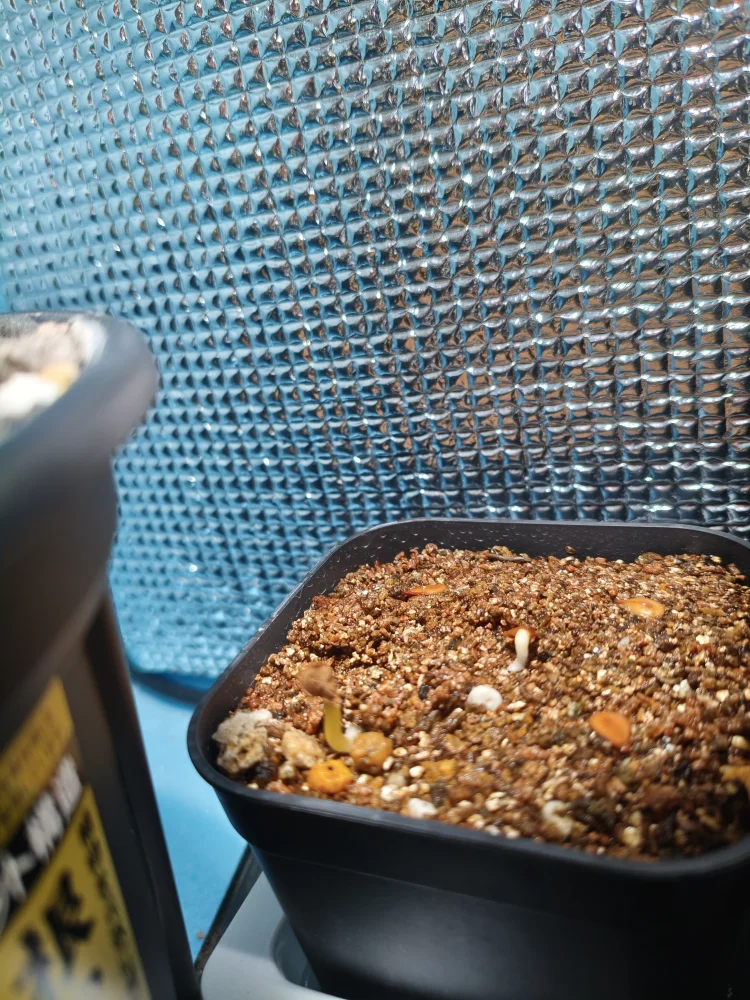 Pachypodium saundersii (パキポディウム サンデルシー)