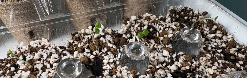Dorstenia crispa (ドルステニア クリスパ)