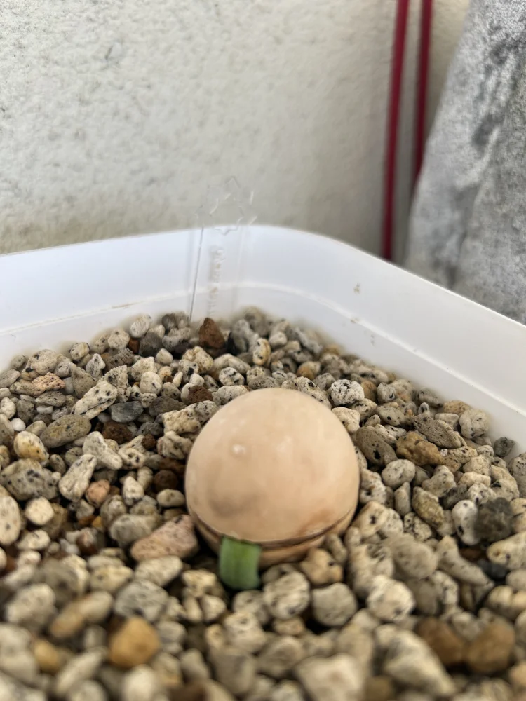 Cycas cairnsiana (サイカス カイルンシアナ)