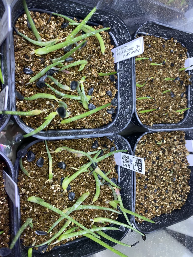 Agave parryi huachucensis Wakefield (アガベ パリー ウェイクフィールド)