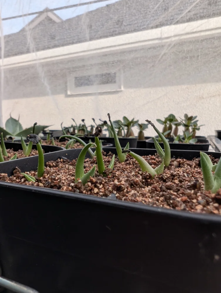 Agave horrida ssp. horrida (アガベ ホリダ)
