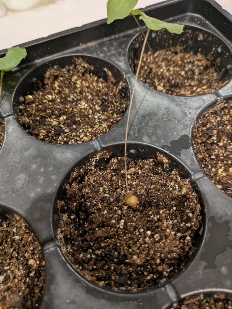 Dioscorea elephantipes (ディオスコレア エレファンティペス)