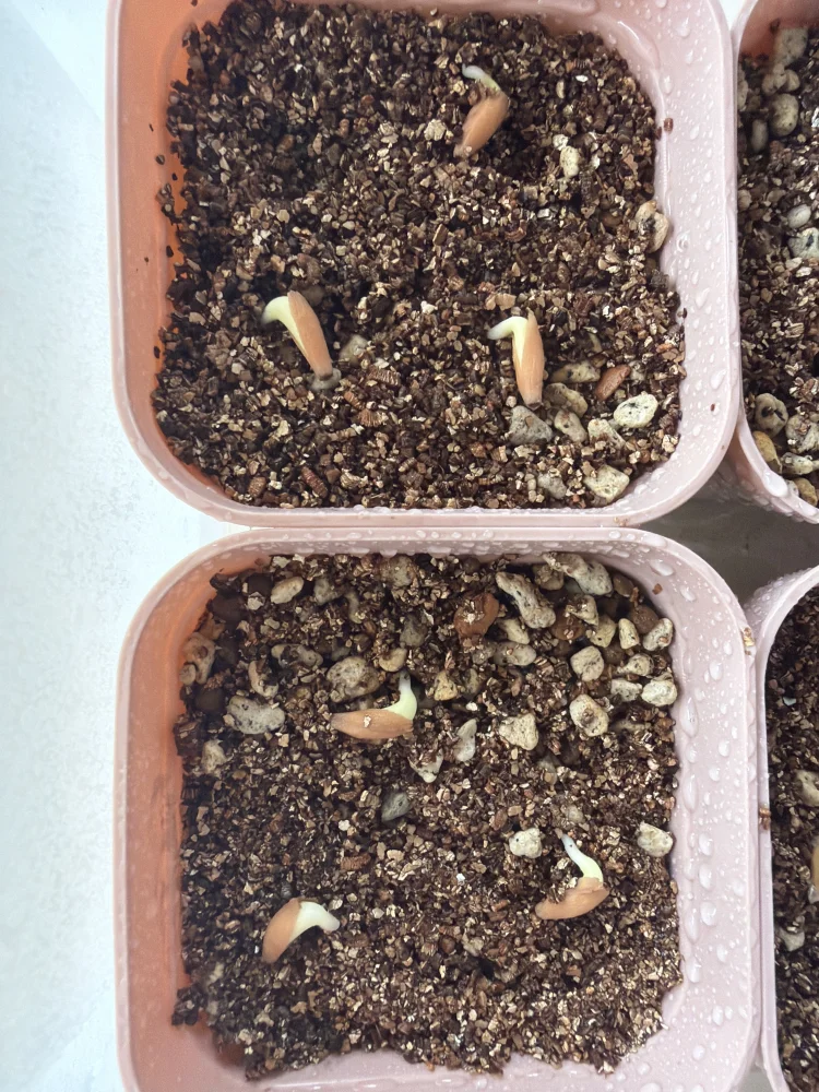Adenium DDC X Super red (アデニウム)