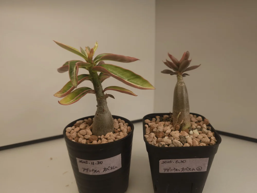 Adenium obesum (アデニウム オベスム)