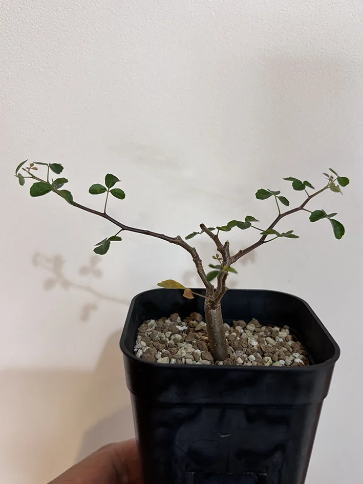 Commiphora sinuata (コミフォラ シヌアタ)