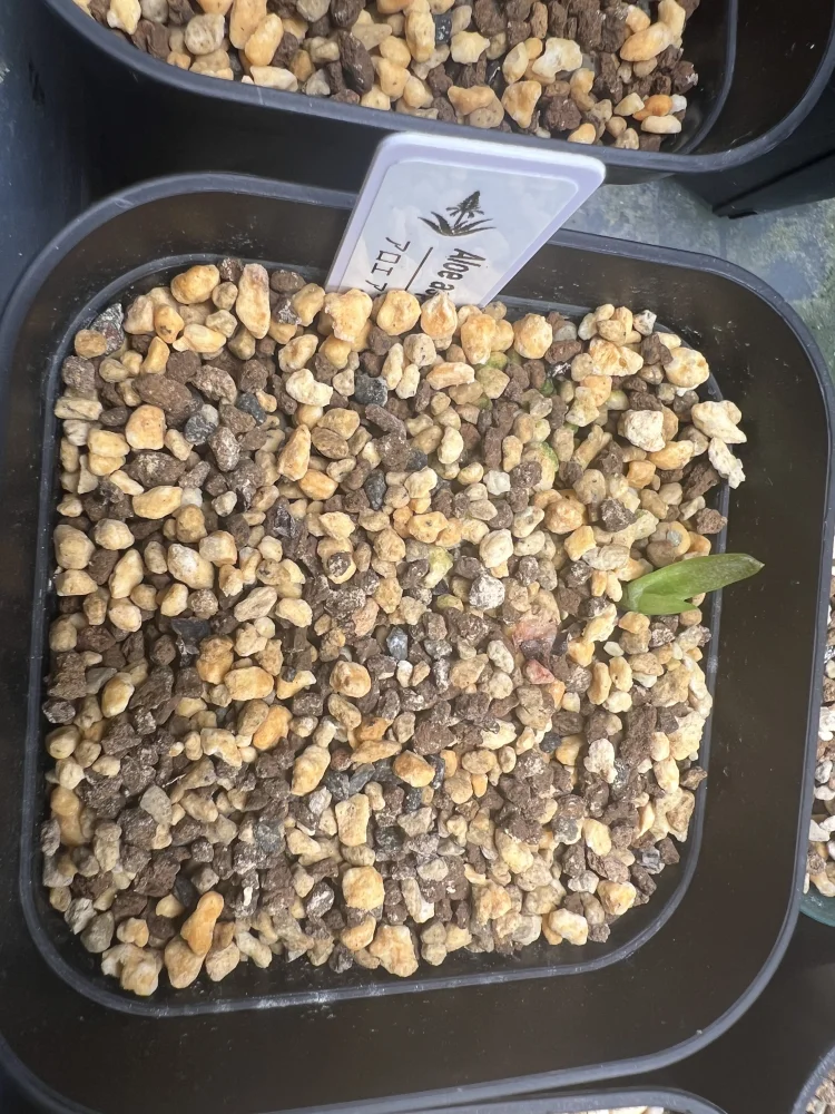 Aloe asperifolia (アロエ アスペリフォリア)