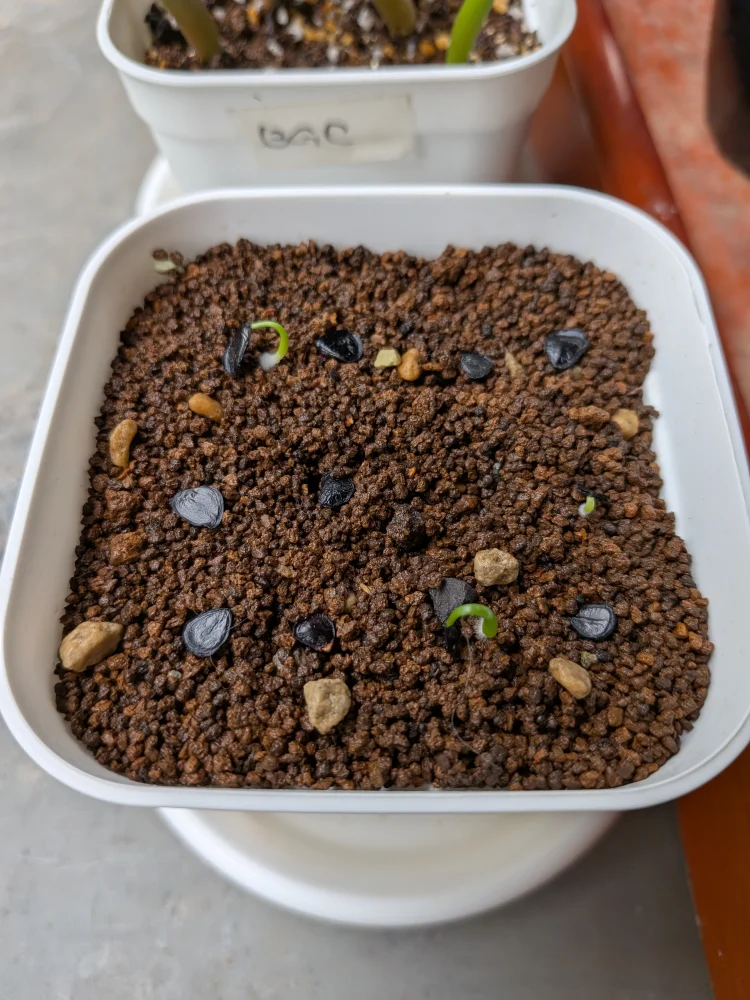 Agave potatorum Dwarf (アガベ ポタトラムドワーフ)