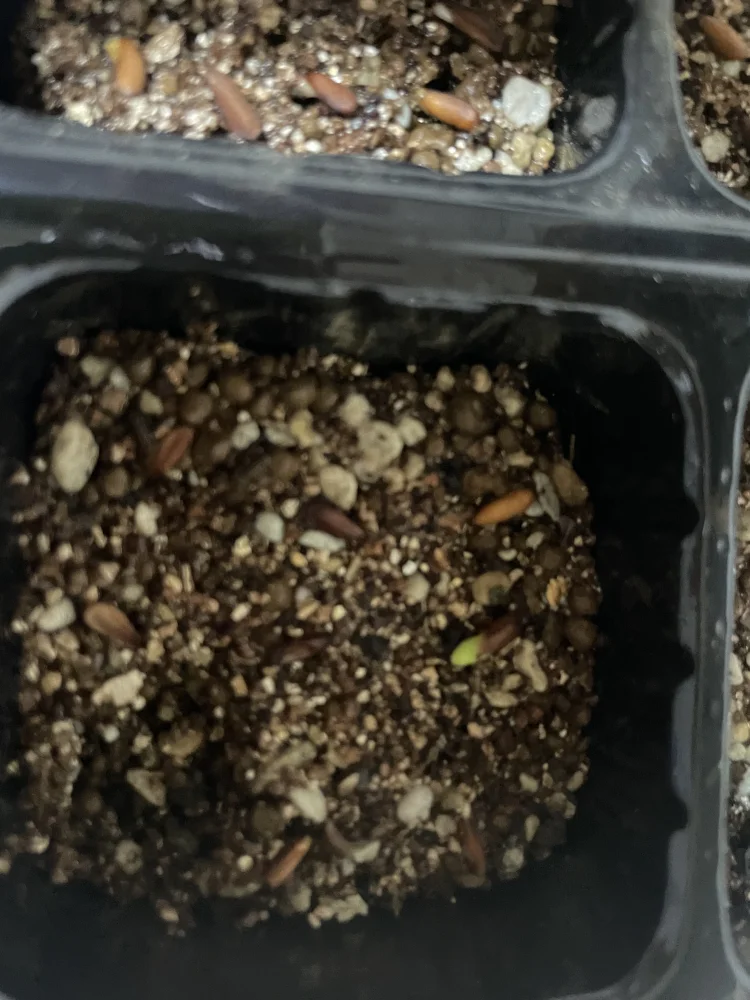 Pachypodium densiflorum var. brevicalyx (パキポディウム ブレビカリックス)