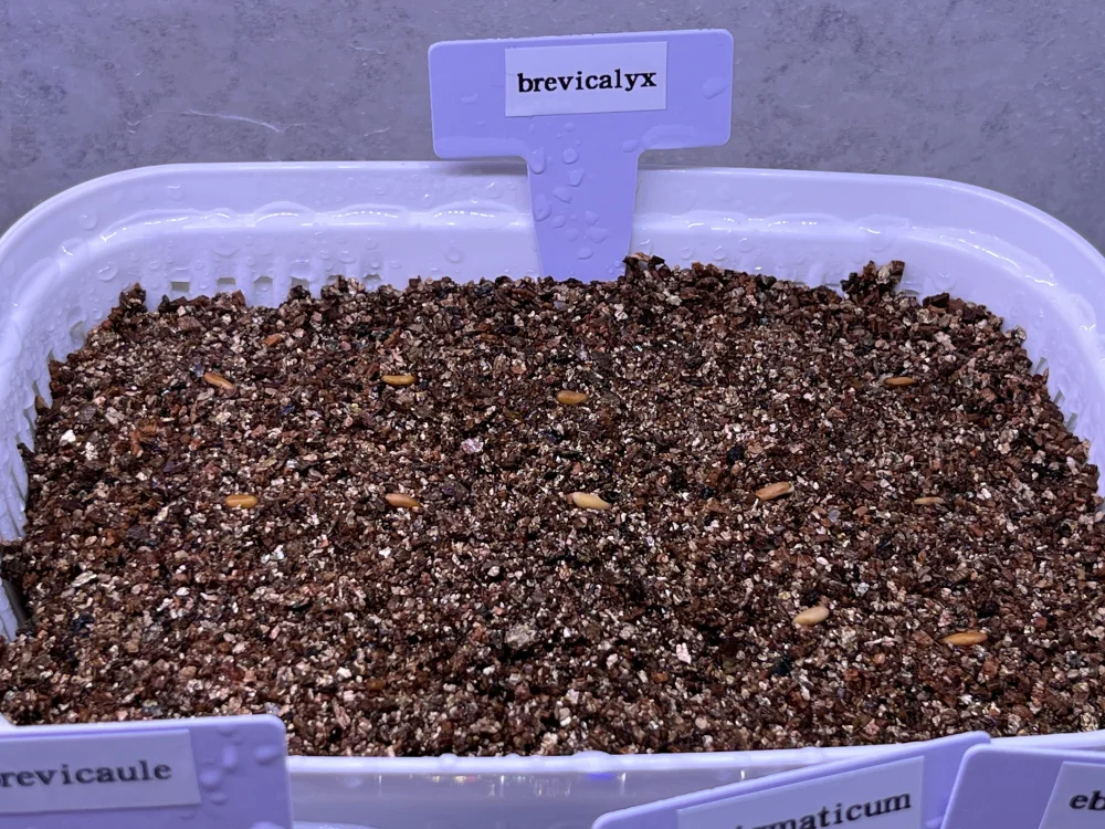 Pachypodium densiflorum var. brevicalyx (パキポディウム ブレビカリックス)