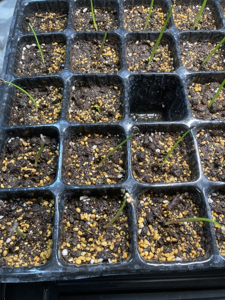 Agave potatorum var. verschaffeltii (アガベ ベルシャフェルティ)