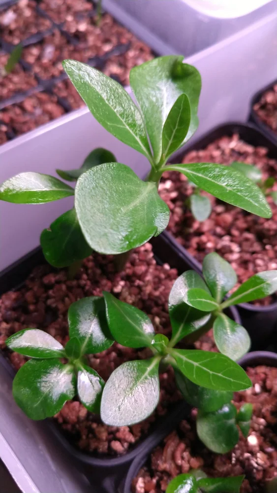 Adenium somalens (アデニウム ソマレンセ)