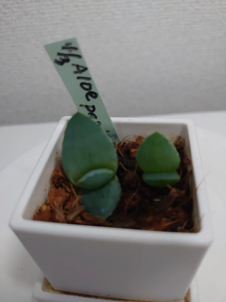 Aloe peglerae (アロエ ペグレラエ)
