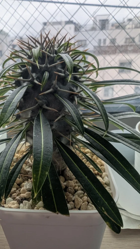 Pachypodium lamerei (パキポディウム ラメレイ)