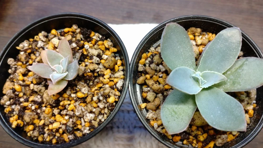 Echeveria cante (エケベリア カンテ)