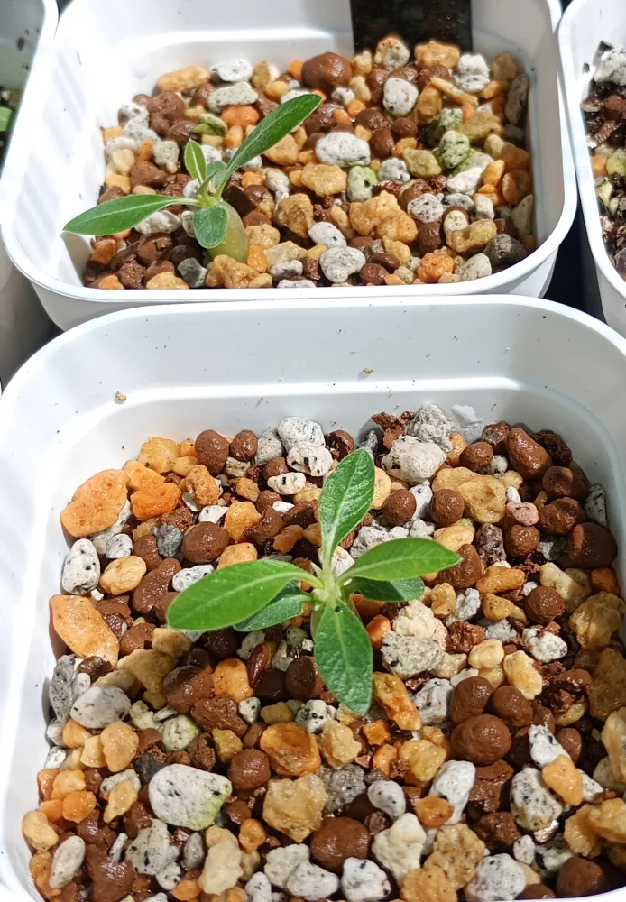 Pachypodium rosulatum ssp. makayense (パキポディウム マカイエンセ)