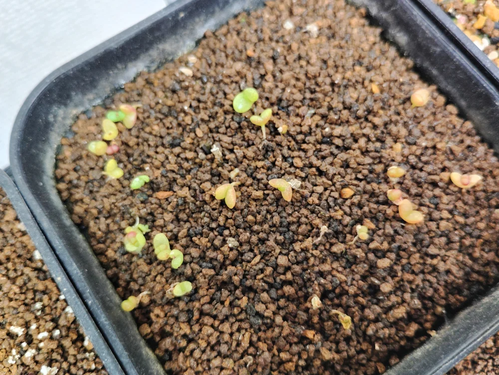 Fenestraria rhopalophylla (フェネストラリア ロパロフィラ 五十鈴玉)