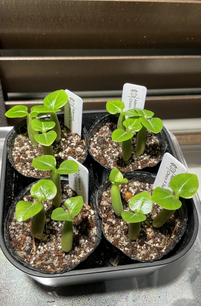 Choco X SPR Adenium Choco X Super red (アデニウム)