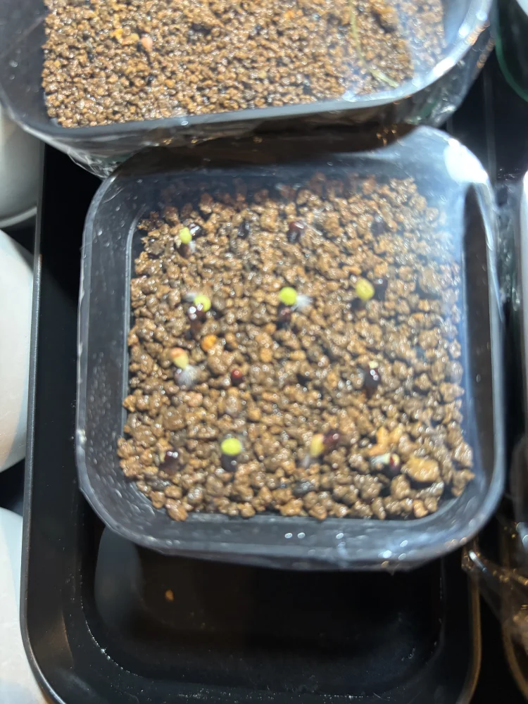 Astrophytum asterias cv. Super kabuto (アストロフィツム スーパー兜)