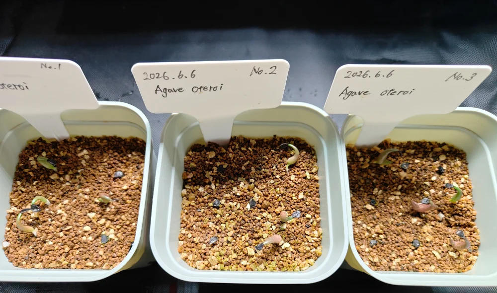 Agave oteroi Lot. (アガベ オテロイ)