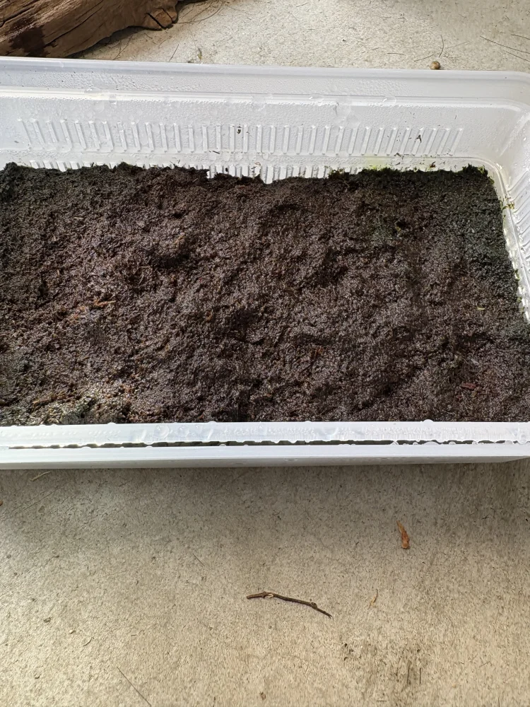 Platycerium doitung ([種子/胞子] ビカクシダ ドイトン)